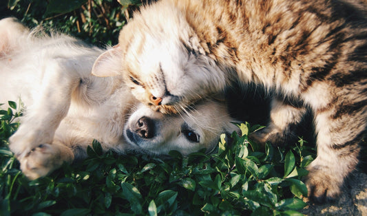 How to Reduce Anxiety in Dogs and Cats at Home