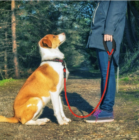 GlowWalk Safety Dog Leash